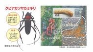 樹木を枯らす害虫「クビアカツヤカミキリ」福井で初確認　サクラやウメに産卵し幼虫が木を食い荒らす特定外来生物　県が20日に対策会議