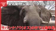 広島・安佐動物公園の人気者　サバンナゾウの「タカ」死ぬ　穏やかな性格　１９９１年姫路生まれ３５歳　【広島発】