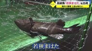 高級ブランド魚「若狭まはた」初出荷 県内58の店で提供【福井】