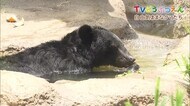 TVどうぶつえん#1 暑くてもクマも水浴び