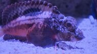 世界初 生きた展示に成功 どんな方法で移動する?
