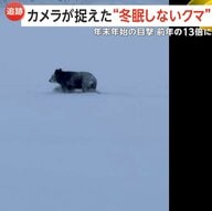 カメラが捉えた“冬眠しないクマ”年末年始の目撃件数も急増…市街地で冬眠？2～3月は街中への出没にも警戒