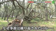 国の特別名勝「虹の松原」で再び倒木原因の事故　「やっぱり起きた」11歳の息子を失った母親が涙の訴え