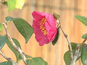 春の訪れ告げる花…名古屋城でツバキを集めた展示会 盆栽や切り花など約170点展示 3/15まで