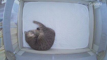 「ベビーベッドに戻りました」赤ちゃんを抱いているのにAIカメラから通知…“犯人”は飼い猫？母親に可愛すぎる状況を聞いた