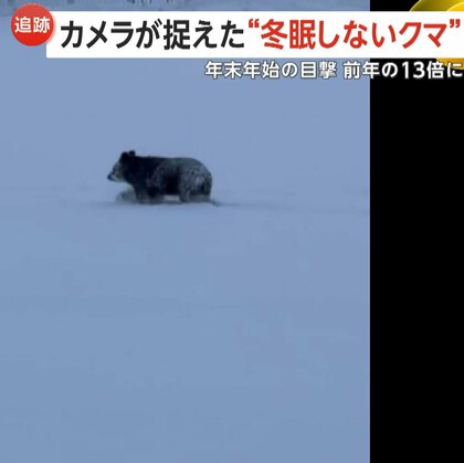 カメラが捉えた“冬眠しないクマ”年末年始の目撃件数も急増…市街地で冬眠？2～3月は街中への出没にも警戒