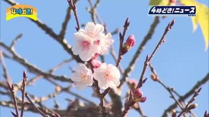「春が来たような気がします」日南市北郷町で早咲きの桜『日南寒咲一号』咲き始める