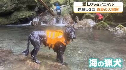 ワンコたち“真夏の大冒険”　激しい渓流を登り感じた大自然　エキマエに住む大型犬たちの日課は“パトロール”