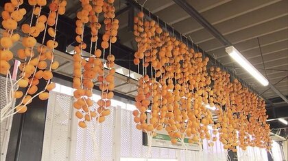 オレンジ色のカーテン“紅柿のれん”が冬の訪れ告げるも…「こんなにひどいとは」霜や猛暑の影響で収穫減【山形発】