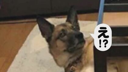 驚きの表情に“いいね!”15万超…こたつをこよなく愛する雑種犬・スパイクくん 布団撤去され明らかな動揺