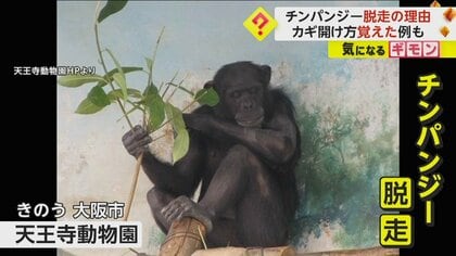 動物園から脱走のチンパンジーは天井のすき間“20cm”をすり抜ける　過去にはカギの開け方覚え脱走したチンパンジーも