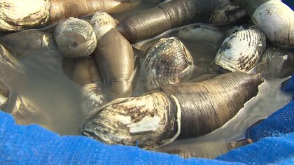 “宝の海”復活へ！ 有明海の二枚貝「ウミタケ」漁が17年ぶりに解禁 “伝統漁法”も再開 【佐賀発】