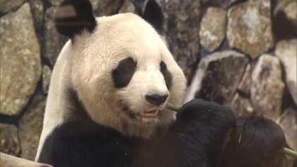 アドベンチャーワールドのジャイアントパンダ全4頭が6月に中国返還へ…現在24歳で高齢の良浜「環境が整っている中国で過ごすことが望ましい」和歌山