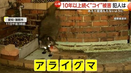 「やつらは忘れた頃に来ます、必ず」しっぽ残して食べられたコイ…犯人はアライグマ　子どもと名付けた「鯉太郎」も犠牲に…池から咥え逃げる姿防カメに　約10年前から20匹以上の被害か　愛知・蒲郡市