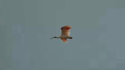 中能登町で放鳥のトキ、2羽死ぬ 七尾市の山林近くと農地のそばで発見 「損傷が激しく」死因の特定は困難