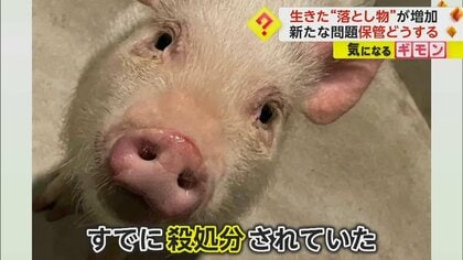 “生きた落とし物”増加　4年間で10万匹超え　脱走したペットが殺処分されてしまう問題も　長崎・佐世保市