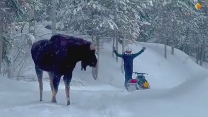 【巨体】雪道で“森の王”ヘラジカに遭遇…スノーモービルに猛突進、車体一部破壊　「もっと距離を取るべきだった」米・アイダホ