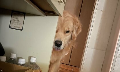 「じぃぃぃぃぃ」遊ばず寝てしまった飼い主に愛犬が“怨恨の念”…感情がすぐ顔に出る？可愛い表情の写真も見せてもらった