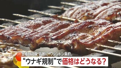 うなぎの価格は今後どうなる？国際取引に“規制強化”の動き…11月末に国際会議控え小泉農水相「全力尽くす」
