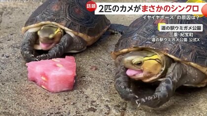 「スイカがまずい！」2匹のカメが“いやいやポーズ”でまさかのシンクロ…息ぴったりに拒否　三重・紀宝町｢道の駅ウミガメ公園」
