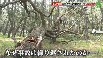 国の特別名勝「虹の松原」で再び倒木原因の事故 「やっぱり起きた」11歳の息子を失った母親が涙の訴え