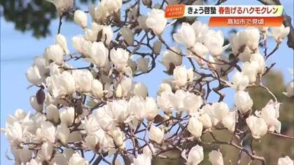 春の訪れ『啓蟄』の時期に咲く純白のハクモクレン　高知市の並木道で見頃