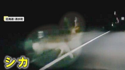 「あっぶね！シカ」暗闇から突然飛び出しも“慌ててUターン”　間一髪で衝突避ける…ここ数年で増加　北海道・清水町