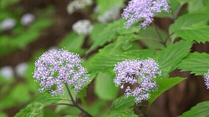 古刹の参道にコアジサイ1万本　淡い紫の可憐な花がほのかな香り漂わせる　大野市・黒谷観音【福井】
