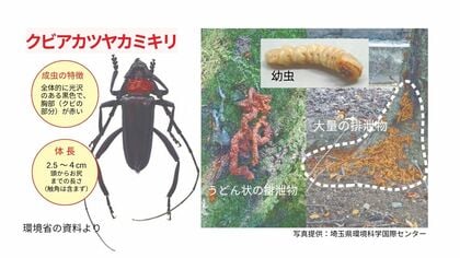 樹木を枯らす害虫「クビアカツヤカミキリ」福井で初確認　サクラやウメに産卵し幼虫が木を食い荒らす特定外来生物　県が20日に対策会議