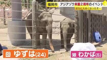 福岡市動物園でアジアゾウ来園2周年イベント　大好物に圧巻の食べっぷり　2頭の体重は2年間で1トン以上増　9月12日まで土曜日限定で午後9時閉園へ
