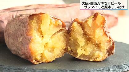 関西万博で宮崎の自信作「焼き芋」登場!くしまアオイファームが描く世界戦略、宮崎サツマイモの可能性を探る