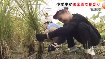 「みんなで育てたもち米を大切に食べたい」岡山後楽園で小学生が鎌を使った稲刈り体験【岡山・岡山市】