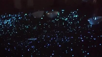 豊かな海「瀬戸内海」で青白い光を放つ幻想的な風景…小豆島町でウミホタルの鑑賞会【香川】