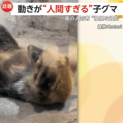「人間の子どもみたい」はぐれ子グマが“園の人気者”に　“ヌンチャク”に“へそ天”姿も披露　北海道・旭山動物園