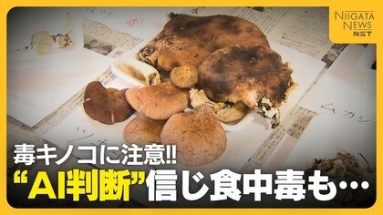 【毒キノコ】“AI判断”信じ食中毒に…「間違ったこと書いている」専門家が注意呼びかけ　判断できないものは“採らない・食べない・人にあげない”徹底を！