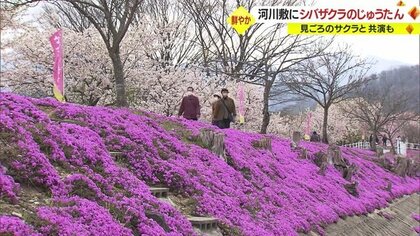 立谷川河川敷に3万株のシバザクラのじゅうたん　サクラとの華やかな共演も【山形発】
