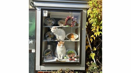 ランチは“猫吸いセット”に？食品サンプルケースの中で“お仕事”をする看板猫がかわいい…いつものことなのか店主に聞いた