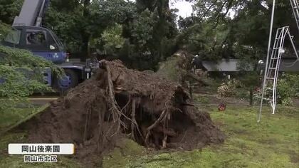 岡山後楽園で樹齢１００年超えのモミノキ倒れる　ケガ人はなし【岡山・岡山市】