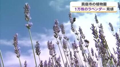 薄紫に彩られた丘陵地に広がるラベンダーの香り…真庭市蒜山の植物園で遅咲き品種「ドリーム」見頃【岡山】