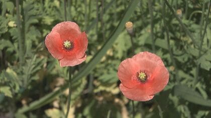 道端に咲く“オレンジの謎の花”の正体…強い繁殖力の「ナガミヒナゲシ