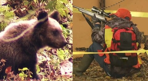 【ヒグマ速報】「かわいそうだけどしょうがない」北海道発の緊急銃猟でハンターが2発発砲、ヒグマ2頭仕留める―連日出没し居座り続けたクマの駆除に住民も安堵―手を合わせるハンターの姿も＜北海道札幌市西区＞