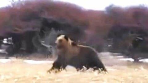 【ヒグマ速報】出た！列車にクマが接近―威嚇するようなしぐさ見せる…乗客が動画撮影…運転士は2頭のクマを確認…接触には至らず〈北海道根室市・JR花咲線〉