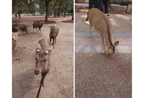 奈良公園でのお弁当は おにぎり限定 で 奈良の幼稚園の独特ルールに県民が続々と反応