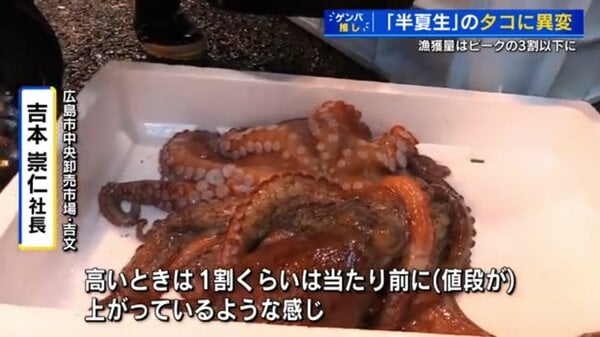 夏の瀬戸内の名物タコがとれない ピーク時の3割まで減少 価格も上昇