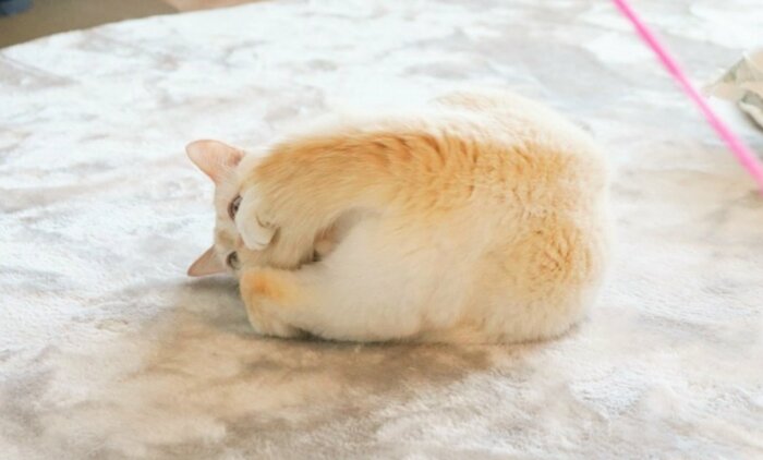 こちらは「だんご虫の術」