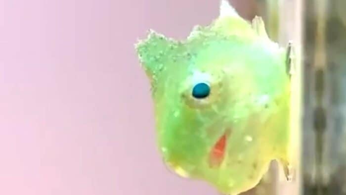 水槽の側面に張り付いた様子(提供:ヨコハマおもしろ水族館)