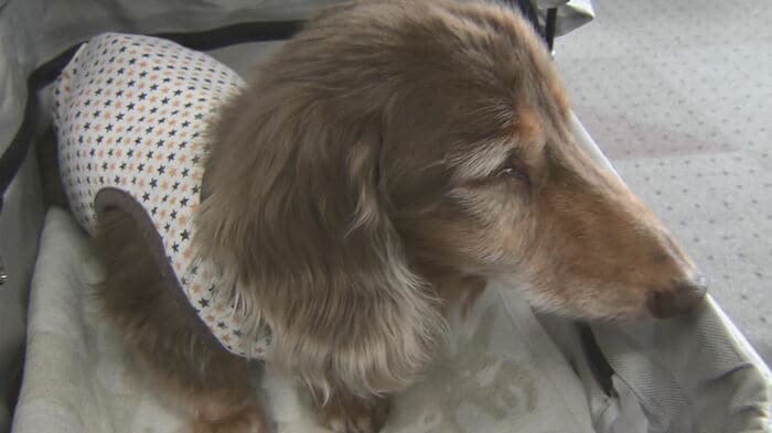 小型・中型犬の最高齢「虎太郎」