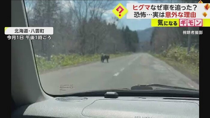 道の先に突然現れたヒグマ(視聴者撮影)