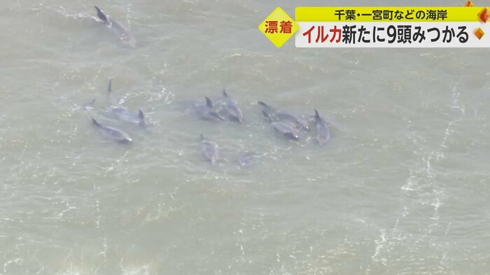 千葉県一宮町の釣ヶ崎海岸から、いすみ市にかけての海岸で30頭以上のイルカが打ちあがる(4月3日午前)