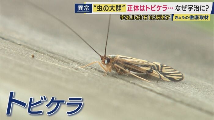 トビケラ